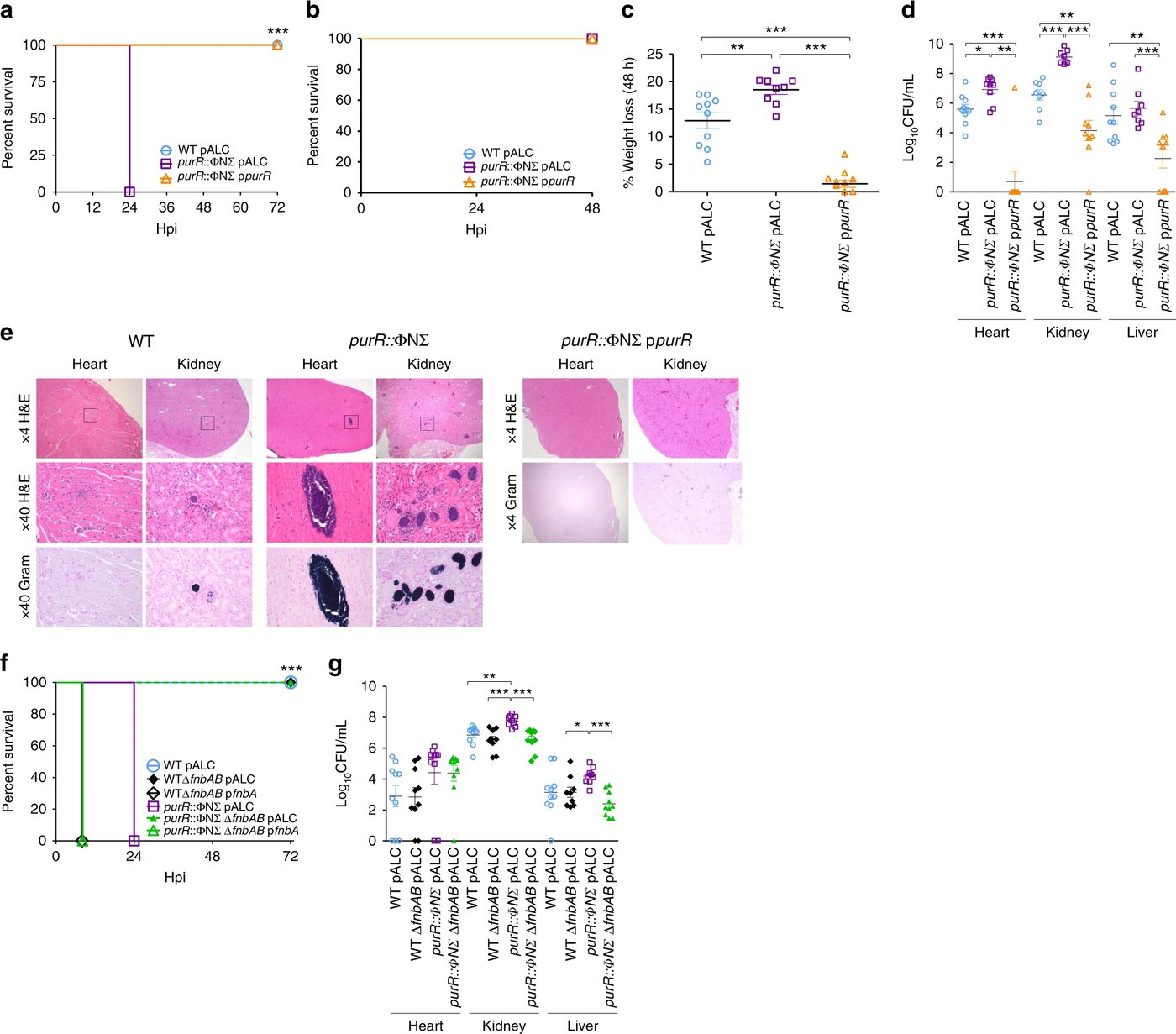 Figure 4 from Goncheva et al. 2019: a purR mutant of S. aureus is hypervirulent in vivo, dependent on fibronectin-binding proteins FnbA/FnbB, shown via survival, weight loss, bacterial burden, and histology.