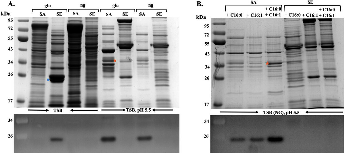 Figure 5 from Thapa et al. 2026: SDS-PAGE and Western blot panels comparing S. aureus and S. epidermidis protein profiles and secreted protein induction under TSB and acidic pH, and in response to palmitic and palmitoleic acid.