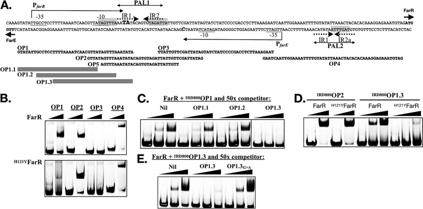 Figure 2 from Alnaseri et al. 2019: mapping of structural features in the farER intergenic region and EMSA analysis of FarR DNA-binding specificity.