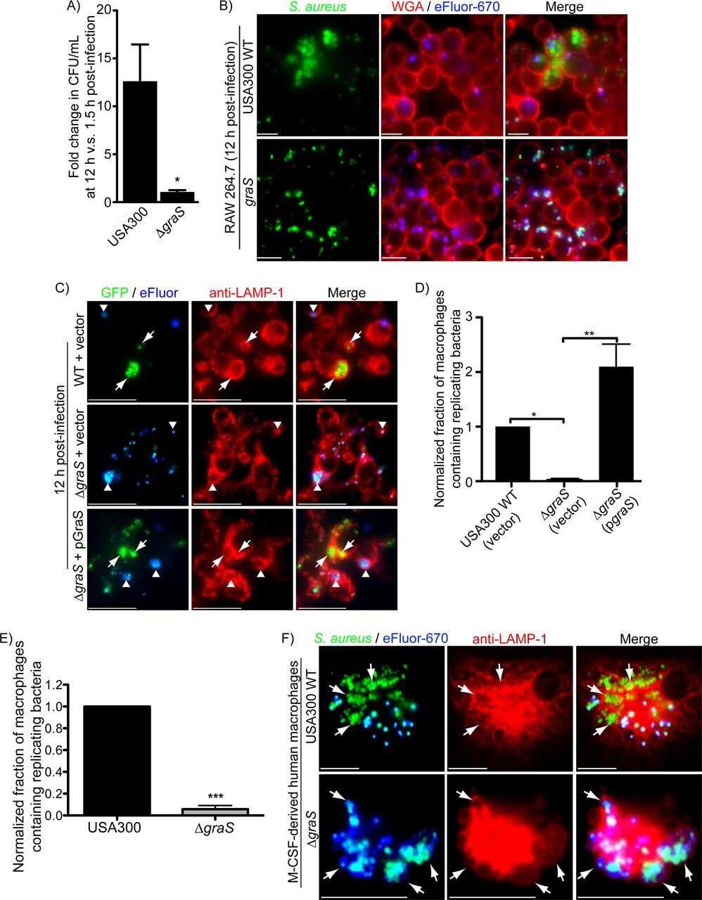 Figure 3 from Flannagan et al. 2018: GraS is required for S. aureus proliferation inside macrophages, shown via fluorescence microscopy of intracellular bacterial replication in RAW 264.7 and human macrophages.