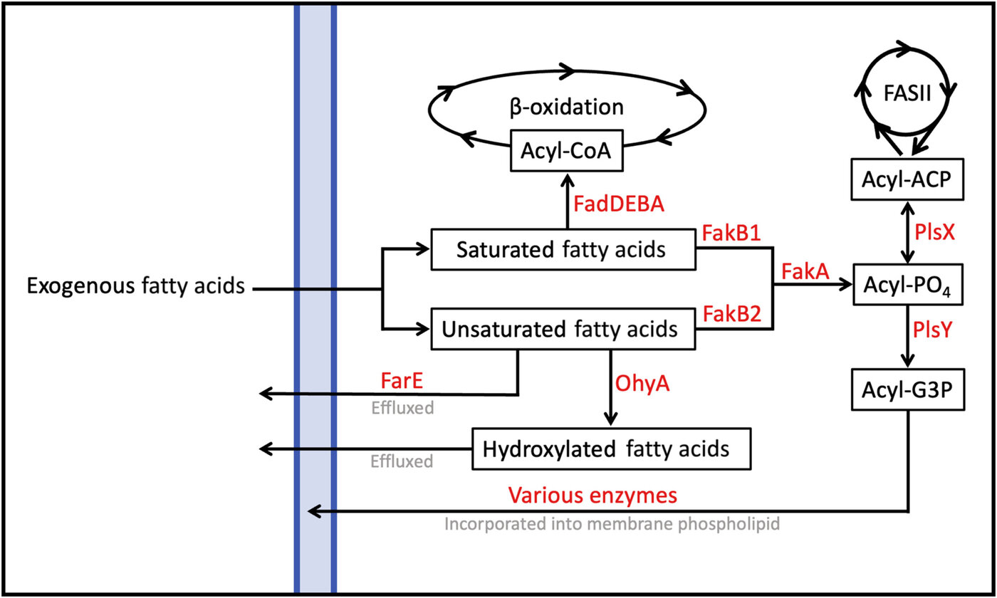 Figure 9 from Kuiack et al. 2023: schematic diagram of fatty acid metabolism in S. aureus, integrating FarE, OhyA, FakA/FakB, and the FadDEBA pathway.