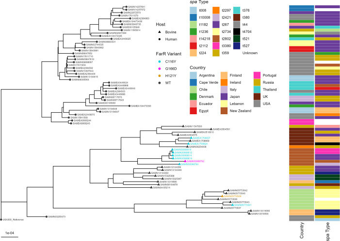 Figure 5 from Bonn-Dunbar et al. 2025: phylogenetic tree showing distribution of FarR variants, host, country, and spa type across S. aureus CC5, CC8, and CC97 strains.
